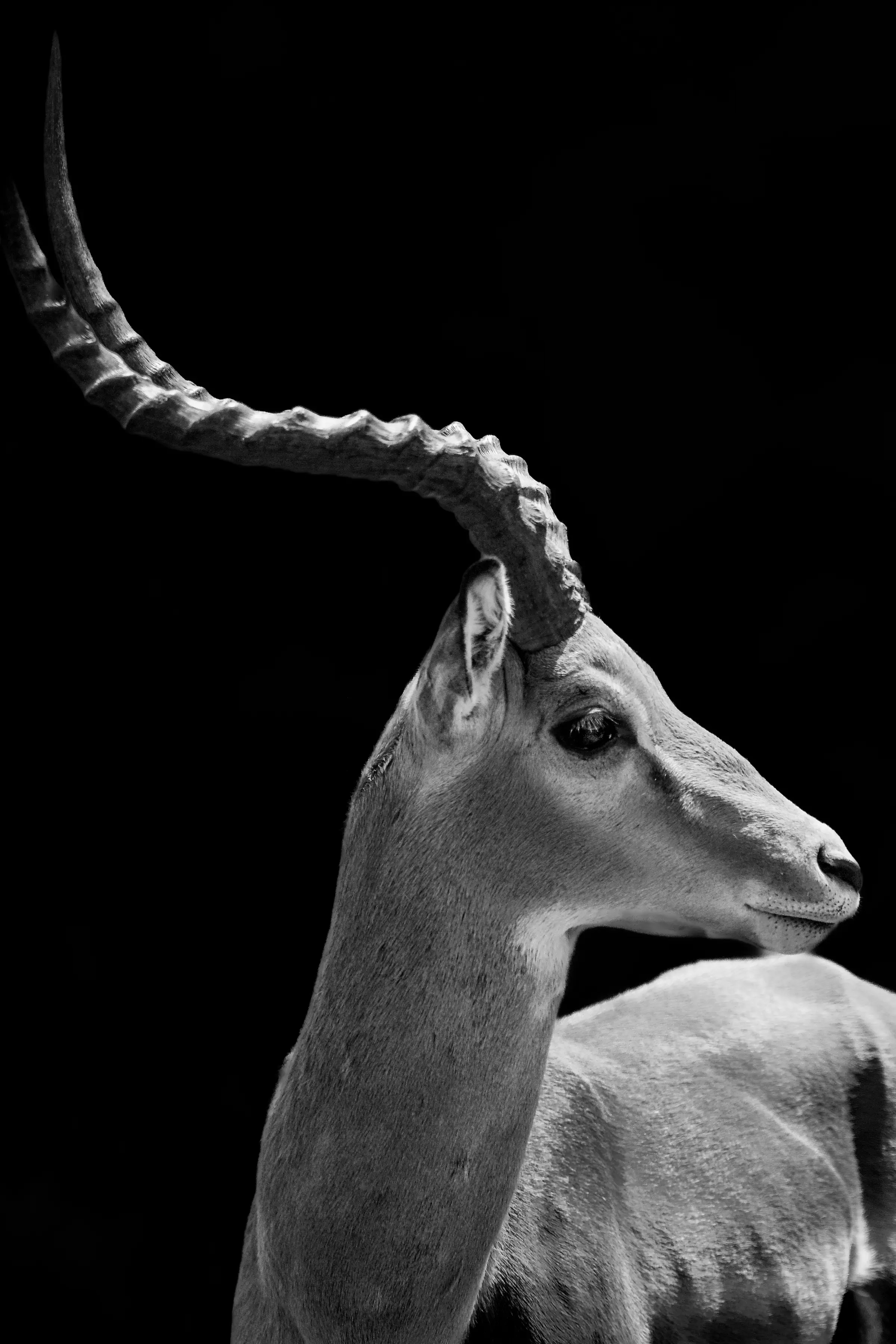 An impala in profile with tall lyre-shaped horns, against black